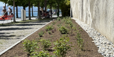 Green Days 2025: Rapperswil-Jona setzt grüne Zeichen im Stadtraum.