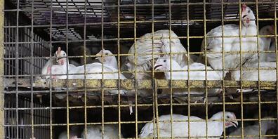 In China soll der Verkauf von lebendem Geflügel schrittweise verboten werden. (Archivbild)