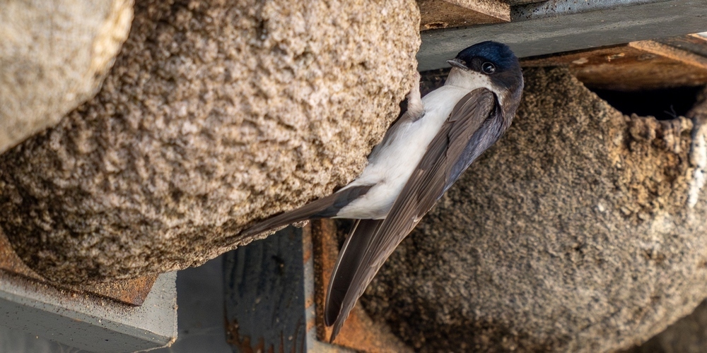 Mehlschwalben und ihre Niststandorte sind geschützt und die Tiere sind auf den Erhalt ihrer Sommerquartiere respektive Brutplätze in und an Hausdächern oder Fassaden angewiesen. 