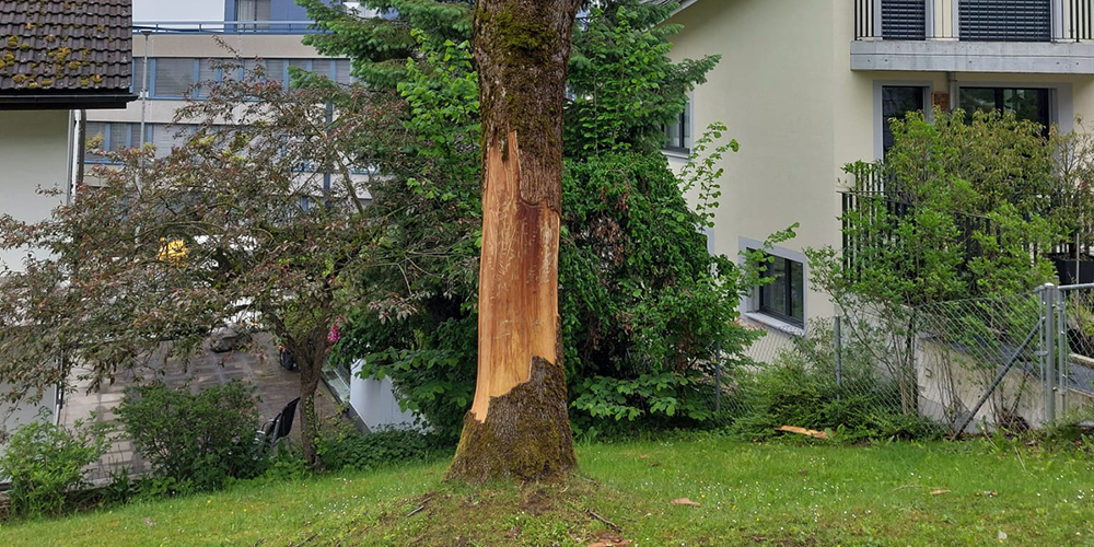 Nicht mehr zu retten: Die Esche auf dem Spielplatz beim Korporationshaus mitten in Wollerau.