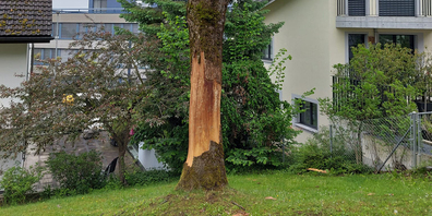 Nicht mehr zu retten: Die Esche auf dem Spielplatz beim Korporationshaus mitten in Wollerau.
