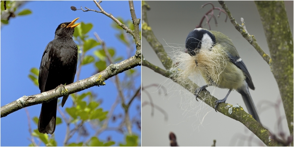 Zwei der häufigsten Vögel im Garten: die Amsel (l.) und die Kohlmeise (r.).