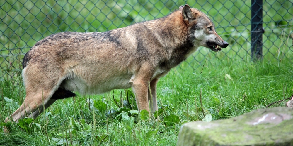 Im Sarganserland musste die Wildhut einen Wolf mit Anzeichen einer schwerwiegenden Krankheit erlegen. (Symbolbild)
