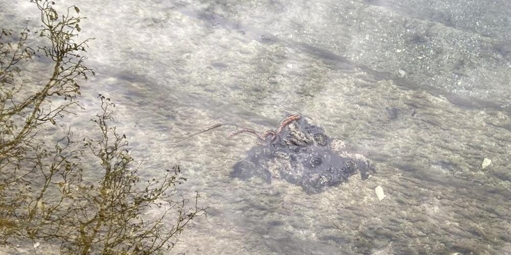 In den vergangenen Tagen wurden auf dem Rhein bei Schaffhausen treibende Blaualgenmatten gesichtet.