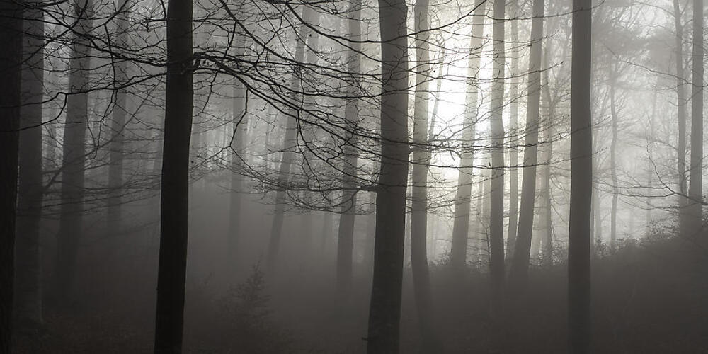 Die Aargauer Regierung legt ihre sechstes Naturschutzprogramm Wald vor: Von 2026 bis 2031 will sie dafür 8,8 Millionen Franken aufwenden. (Symbolbild)
