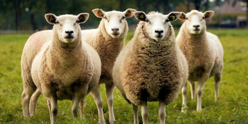 Moderhinke ist eine bakterielle Klauenkrankheit, die vor allem Schafe betrifft.