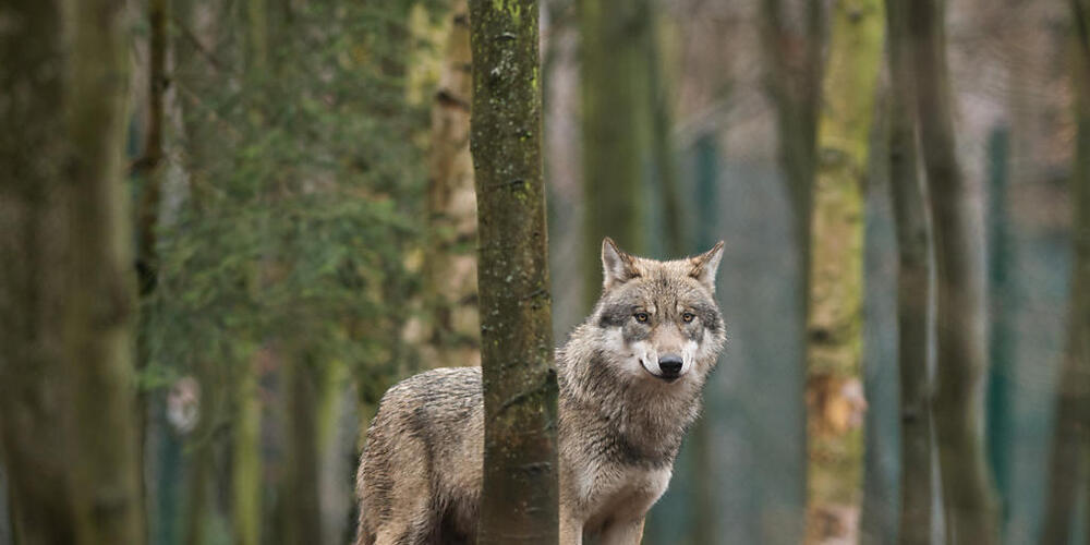 Am Dienstagmittag wurde bei Andelfingen ZH ein Wolf gesichtet. (Symbolbild)