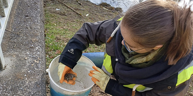 Bei einer Zählung im Jahr 2017 mit mehreren Leitwerken betrug die Zahl über 1200 Amphibien. 