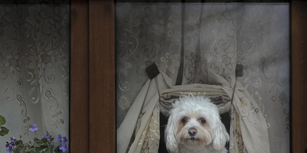 Hunde sollen nur bei seriösen Züchtern gekauft werden. (Symbolbild)