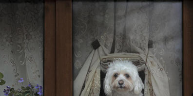 Hunde sollen nur bei seriösen Züchtern gekauft werden. (Symbolbild)