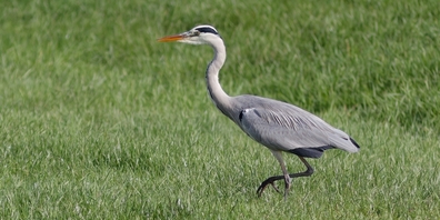 Ein Graureiher. Von dieser Vogelart gab es im Kanton St.Gallen laut Brutvogelatlas 2013/2016 nur noch 30 Brutkolonien. (Symbolbild)