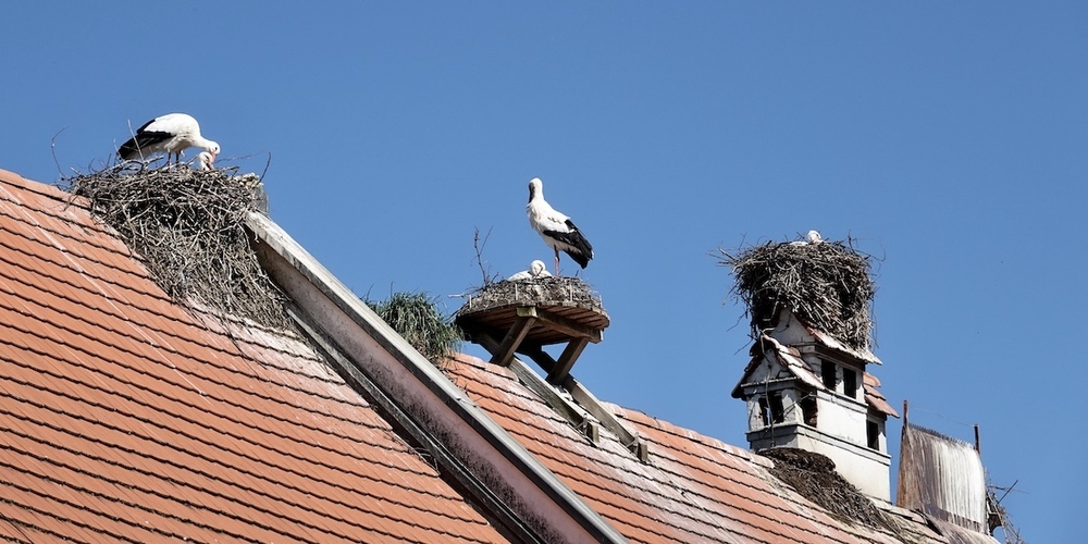 Gäste oder Eindringlinge? Die Geister in Uznach scheiden sich am Storch