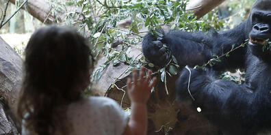 Das Gorillamännchen N'Gola hatte schon länger gesundheitliche Probleme. (Archivbild)