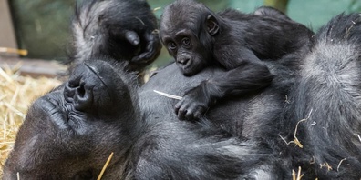 Silberrücken N'Gola mit seinem Nachwuchs: Über Jahrzehnte prägte er als liebevoller Vater und Gruppenchef das Gorilla-Leben im Zoo Zürich. 