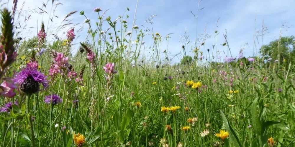 Eine Blumenwiese in voller Blüte erfreut die Herzen vieler.