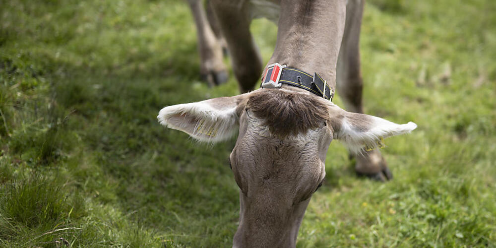 Kühe können mit der Maul- und Klauenseuche angesteckt werden. (Symbolbild)