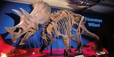 Triceratops «Willard», der in Hongkong über 890'000 Besucher begeisterte, ist nun in seinem eigentlichen Zuhause ausgestellt.