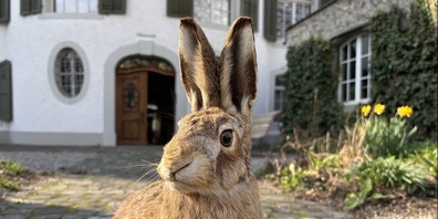 Der Osterhase ist zu Besuch im Garten des Naturmuseums und des Museums für Archäologie.