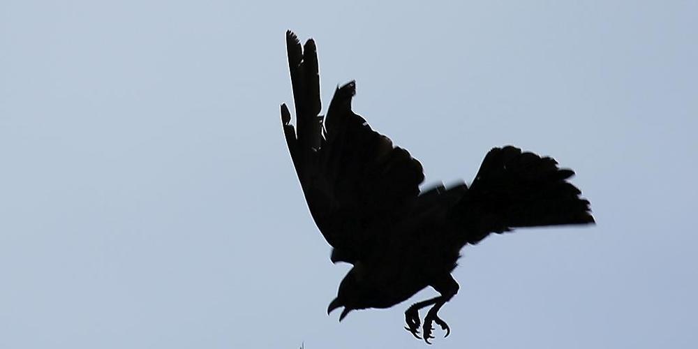 Eine Krähe versucht in der Luft eine Heuschrecke zu fangen. Ein Schwarm von Wüstenheuschrecken, die für die Zerstörung von Feldern gefürchtet sind, sind in dem Land gesehen worden. Die Heuschrecken kamen mutmaßlich aus Pakistan und Indien. Foto: S...