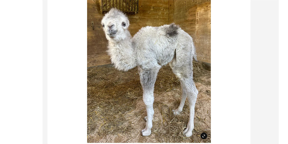 «Mit dem Frühling ist auch unser wunderherziges Trampeltier-Baby da», schreibt Knies Kinderzoo in einem Post auf Instagram.