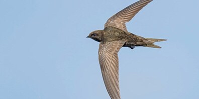 Flugkünstler zu Gast: Ab Ende April kehrt der Mauersegler zur Brut ins Rheintal zurück.
