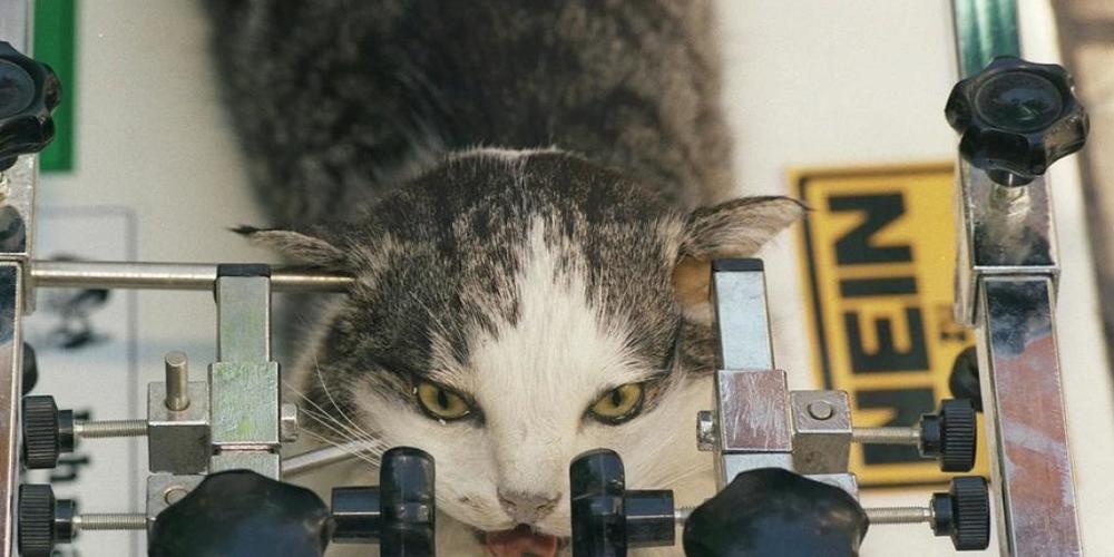 Gestelltes Bild, das einen Tierversuch aus den 1990er Jahren nachstellt. In jüngster Zeit gibt es immer mehr valable Alternativen zu Tierversuchen. Das Kompetenzzentrum 3RCC fördert vier davon - fast 100 weitere wurden eingereicht. Allein: Es fehl...
