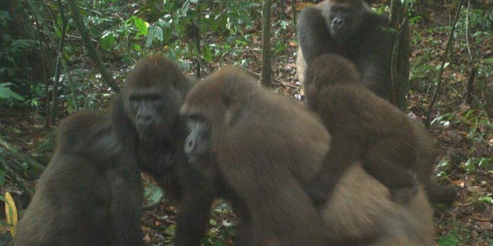 Cross-River-Gorillas mit ihrem Nachwuchs in Nigerias Mbe-Bergen.