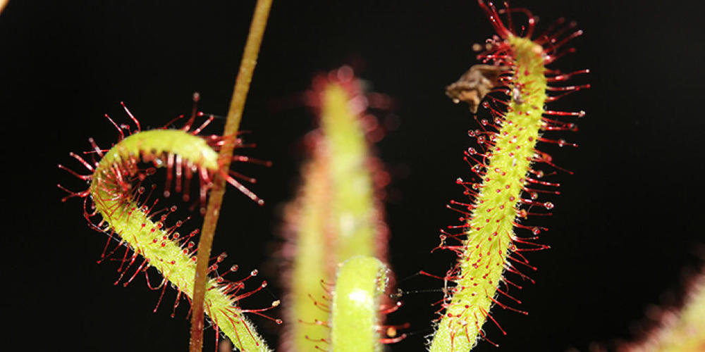 Die fleischfressende Pflanze Drosera arachnoides am Wuchsort auf Madagaskar. (Foto: Aina Razanatsima, Missouri Botanical Garden, Madagascar Research and Conservation Program).