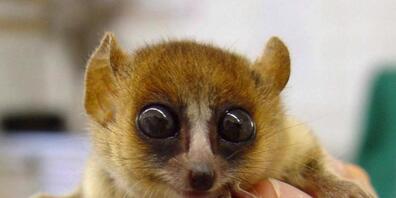 Ein Mausmaki im Zoo Zürich. Verwandte von ihm sind jetzt auf der Roten Liste der Weltnaturschutzunion (IUCN) in der Gefährdung hinaufgestuft worden, ebenso wie Hamster und Glattwale (Archivbild)