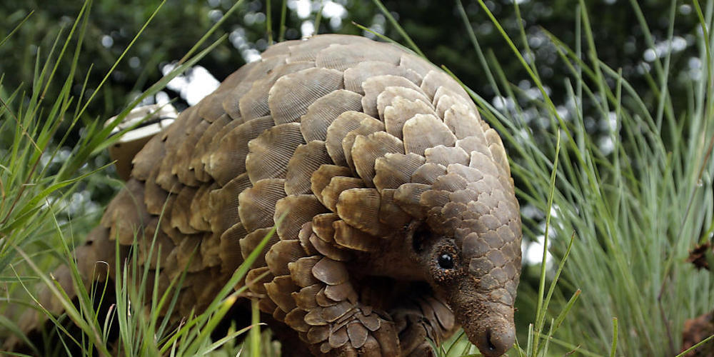 ARCHIV - Ein Schuppentier (Manidae) sucht nach Futter. Foto: Themba Hadebe/AP/dpa