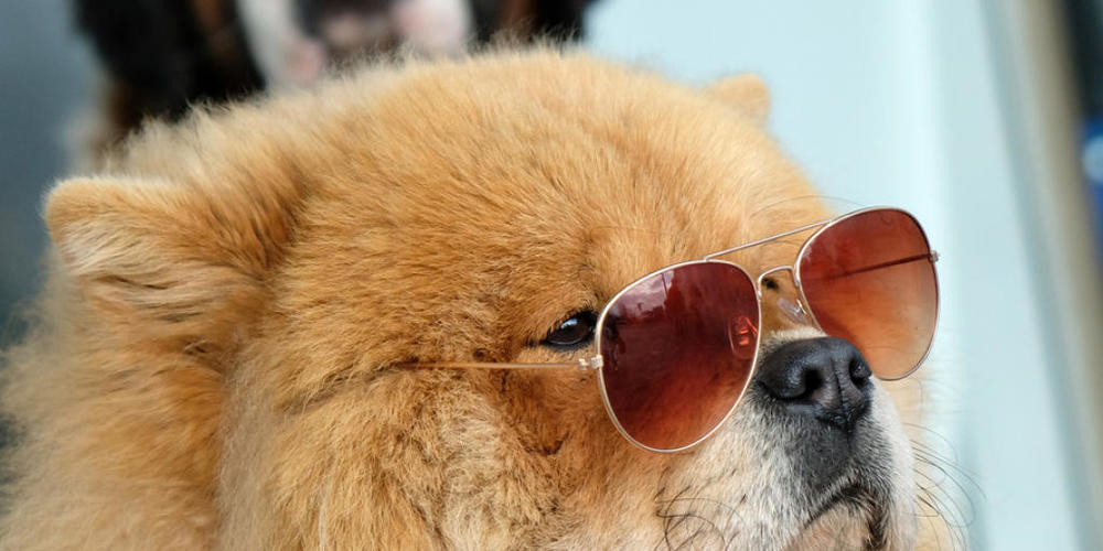 Eine alterslose Chow-Chow-Dame. Wer das Alter seines Hundes in menschliche Lebenszeit umrechnet, nimmt das Alter mal sieben. Falsch, sagen Forscher, denn Hunde altern nicht linear. Zum Glück gibt es aber eine Umrechnungs-Formel (Archivbild)