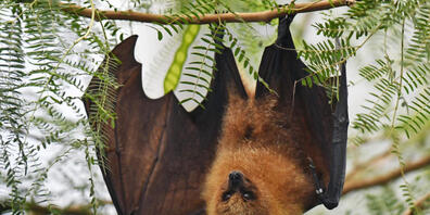 Fledermäuse übertragen häufig Krankheiten auf Menschen. (Symbolbild)