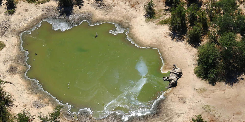 HANDOUT - Ein toter Elefant liegt an einer Wasserstelle in Botsuana. Foto: Uncredited/hons/AP/dpa - ACHTUNG: Nur zur redaktionellen Verwendung und nur mit vollständiger Nennung des vorstehenden Credits. ACHTUNG: GRAPHIC CONTENT