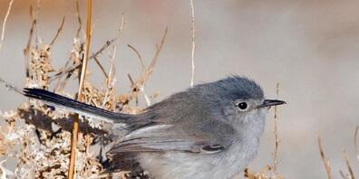 Blaumückenfänger. Ein Verwandter von ihm, der Kalifornische Mückenfänger, ist je nachdem, welche taxonomische Liste beigezogen wird, geschützt oder auch nicht. 20 Forscher wollen nun Ordnung ins Chaos bringen und einheitliche Kriterien für den "Ka...