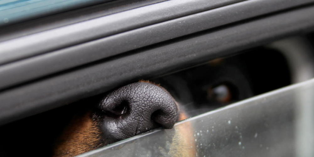 Knallheisse Autos sind im Sommer schon nach einer Stunde eine Hitzefalle für eingesperrte Hunde. Der Schweizer Tierschutz erinnert aus saisonalem Anlass an die Massnahmen, die man als Aussenstehender ergreifen darf, ohne sich strafbar zu machen. (...