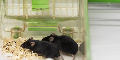 Zum vierten Jahr in Folge ist die Zahl der Tierversuche in der Schweiz 2019 gesunken. Im vergangenen Jahr wurden insgesamt 572'069 Tiere für Tierversuche eingesetzt. (Archivbild)