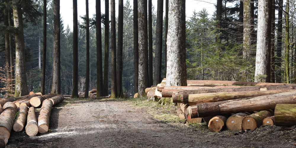Im Kanton Schwyz wurde 2019 beträchtlich weniger Holz geerntet als im Rekordjahr 2018. (Bild Hans-Ruedi Rüegsegger)