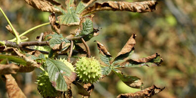 Das Klima setzt den mitteleuropäischen Wäldern zu. Auch Bäume in der Schweiz haben im sehr trockenen und rekordheissen Sommer 2018 nachhaltig Schaden erlitten. (Symbolbild)