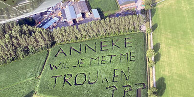 HANDOUT - Ein Maisfeld mit der Aufschrift «Anneke wil je met me trouwen??» (dt. Anneke willst du mich heiraten?) (undatierte Aufnahme). Mit akribischer Planung hat ein Landwirt in Belgien seiner Geliebten einen Heiratsantrag in ein Maisfeld gesät....