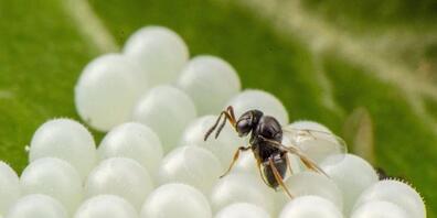 Die Samuraiwespe parasitiert die Eier der Marmorierten Baumwanze. Sie legt also ihre Eier in die Eigelege des Schädlings und kann somit dessen Vermehrung entscheidend eindämmen.
