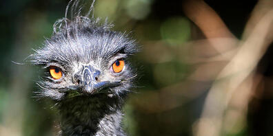 ARCHIV - Ein Emu beobachtet in seinem Außengehege Zoobesucher. Foto: picture alliance / dpa