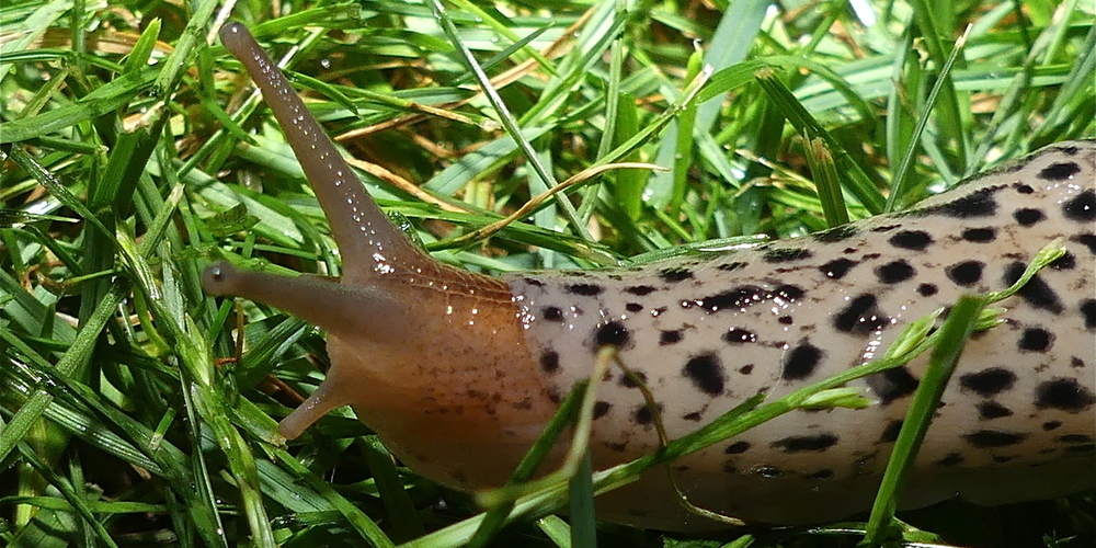 Ein Tigerschnegel auf der nächtlichen Jagd. Quelle: Ulrike Huber