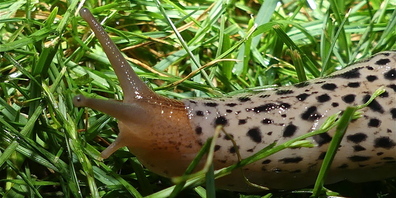 Ein Tigerschnegel auf der nächtlichen Jagd. Quelle: Ulrike Huber