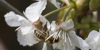 Für die Bestäubung und folglich den Ernteertrag sind nicht nur domestizierte Honigbienen wichtig, sondern auch Wildbienen. In Amerika wurde das unterschätzt - und schon droht Missernte. (Archivbild)