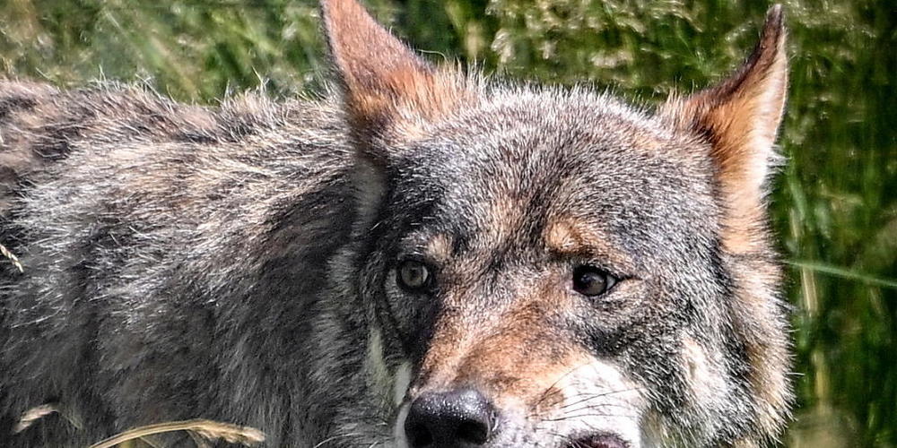 Für die einen Schutzobjekt, für Viehbauern ein Ärgernis: der Wolf (Symbolbild).