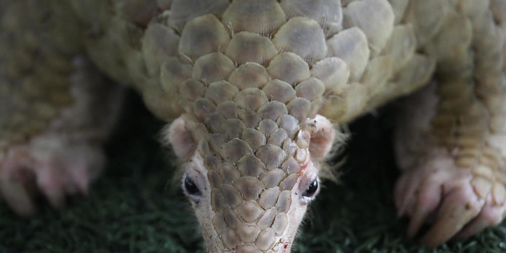 ARCHIV - Ein Schuppentier (Pangolin) schnuppert an einem Kunstrasen. Foto: Sakchai Lalit/AP/dpa