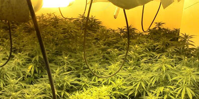 HANDOUT - Das von der Guardia Civil zur Verfügung gestellte Bild zeigt Marihuana-Pflanzen, die bei einer Razzia gefunden wurden. Foto: Guardia Civil/dpa - ACHTUNG: Nur zur redaktionellen Verwendung im Zusammenhang mit der aktuellen Berichterstattu...