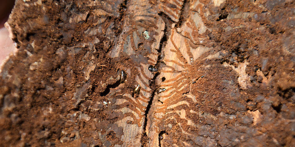 Die schon von der Trockenheit mitgenommenen Nadelwälder auf den Juraweiden fallen derzeit vermehrt dem Borkenkäfer zum Opfer.