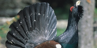 Der Kanton möchte dem Auerhuhn mehr geschützten Raum bieten.