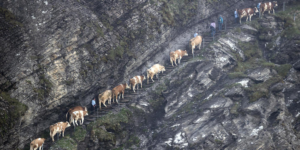 Alpaufzug auf die Engstligenalp. (Symbolbild)